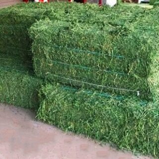 Alfalfa Hay