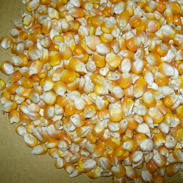 White & Yellow Maize
