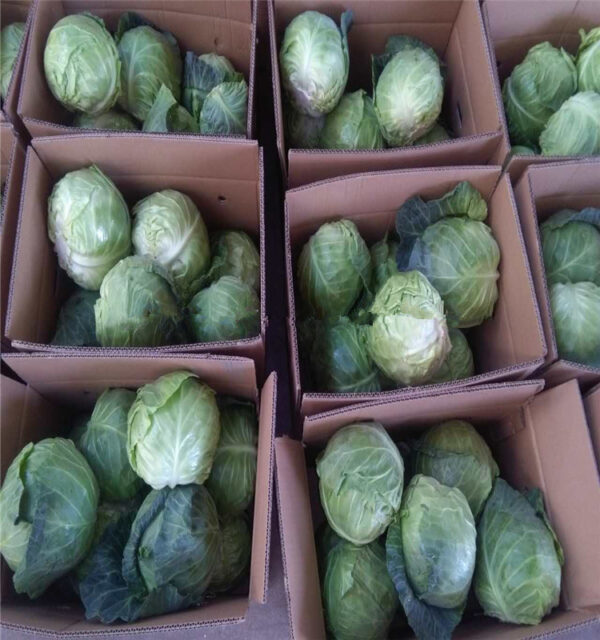 Cabbage