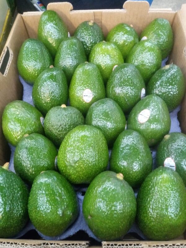 Avocado