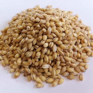 Barley Grain