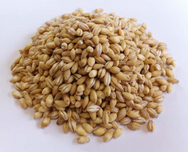 Barley Grain