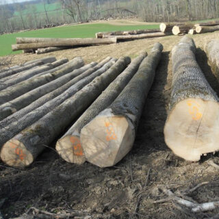 Wood Logs
