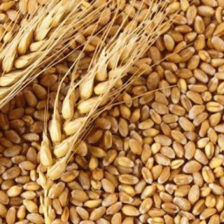 Wheat Grain