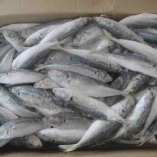 Frozen Sardine Fish