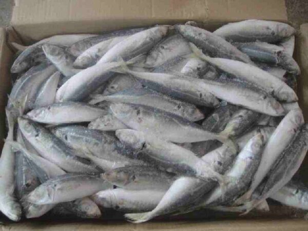 Frozen Sardine Fish
