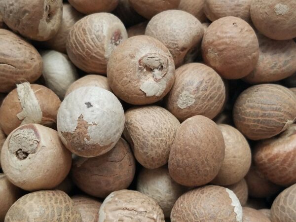 Dried Betel Nut