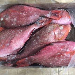 Frozen Red Snapper
