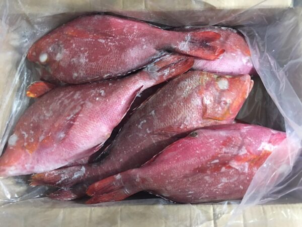 Frozen Red Snapper