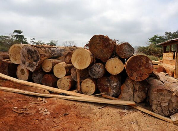 Timber & Lumber