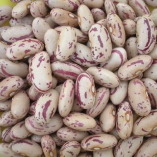 Pinto / Sugar Beans