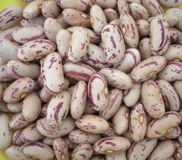 Pinto / Sugar Beans