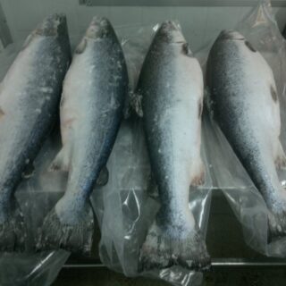 Frozen Atlantic Salmon