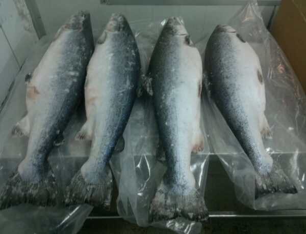 Frozen Atlantic Salmon
