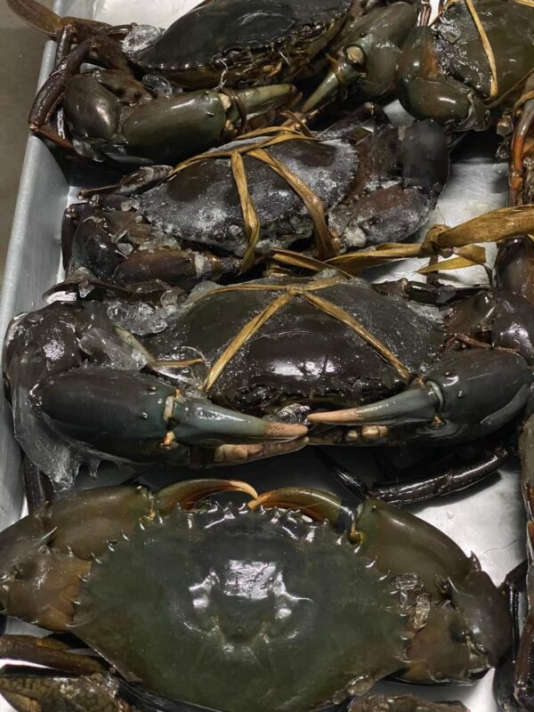 Live / Frozen Crab