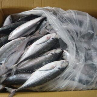 Frozen Mackerel Fish