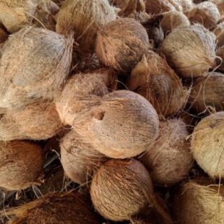 Coconut