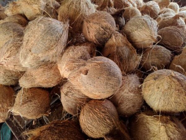 Coconut